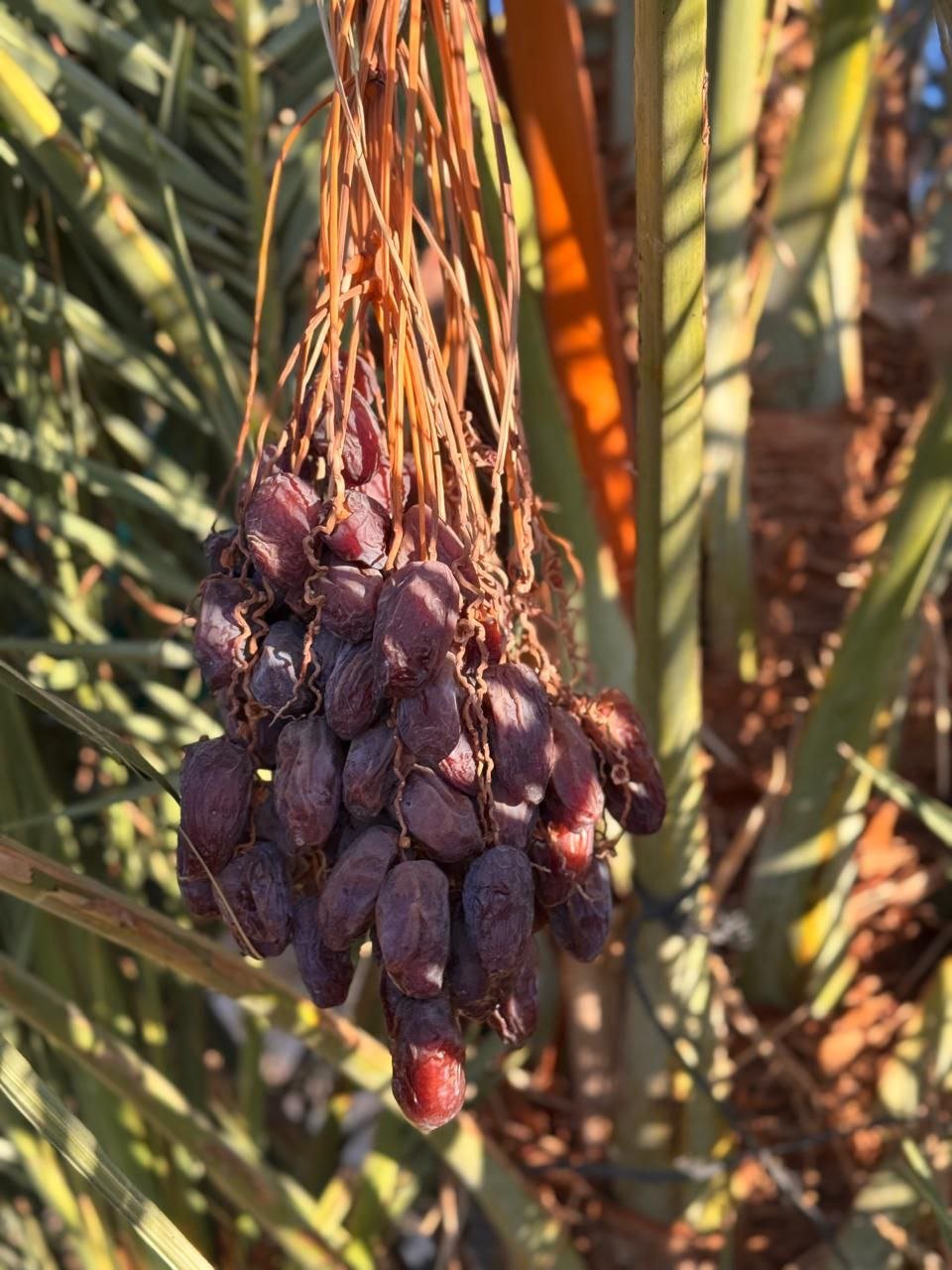 متابعة مزرعة الحاج عبدالعزيز الحنفي